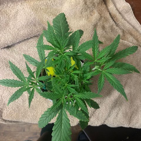 Ethos Haze Auto growlog timeline photo