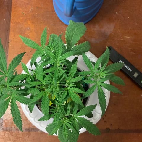 Ethos Haze Auto growlog timeline photo
