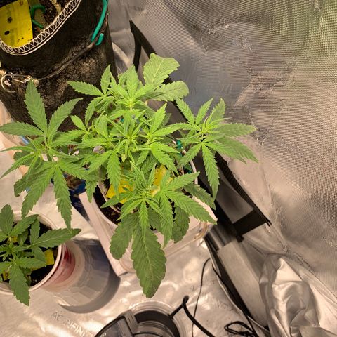 Ethos Haze Auto growlog timeline photo