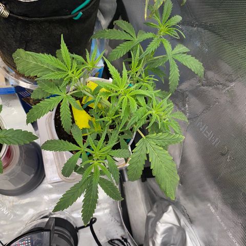 Ethos Haze Auto growlog timeline photo