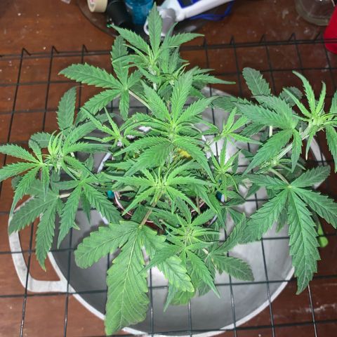Ethos Haze Auto growlog timeline photo