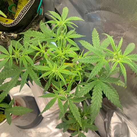 Ethos Haze Auto growlog timeline photo