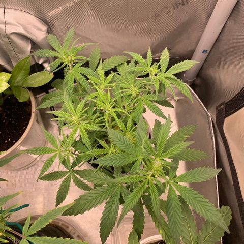 Ethos Haze Auto growlog timeline photo