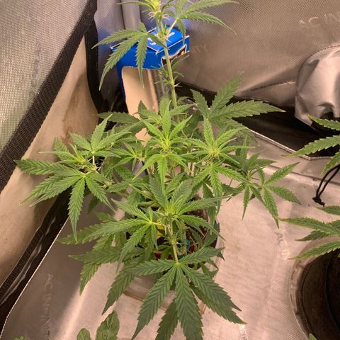 Ethos Haze Auto growlog timeline photo
