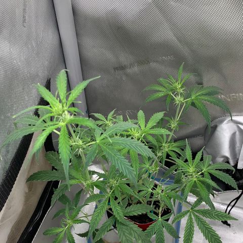 Ethos Haze Auto growlog timeline photo