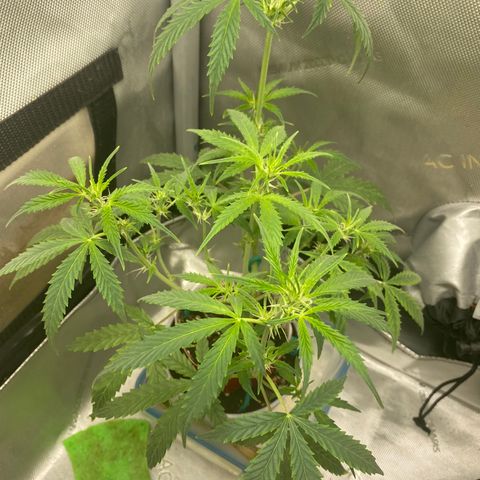 Ethos Haze Auto growlog timeline photo