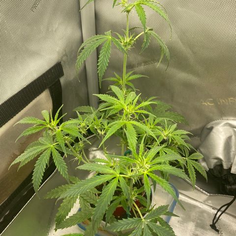 Ethos Haze Auto growlog timeline photo
