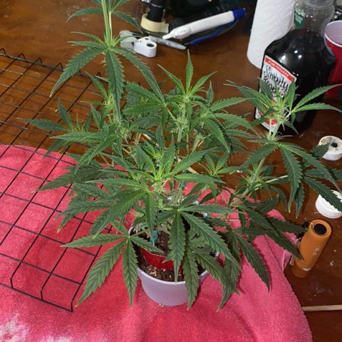 Ethos Haze Auto growlog timeline photo