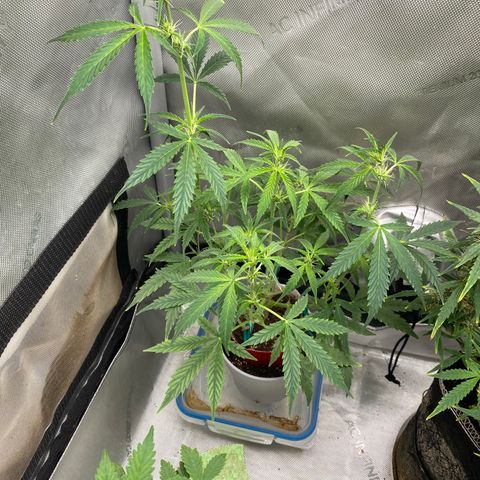 Ethos Haze Auto growlog timeline photo