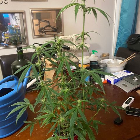 Ethos Haze Auto growlog timeline photo