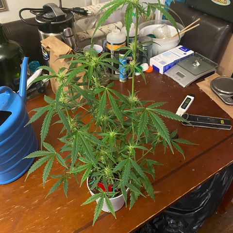 Ethos Haze Auto growlog timeline photo