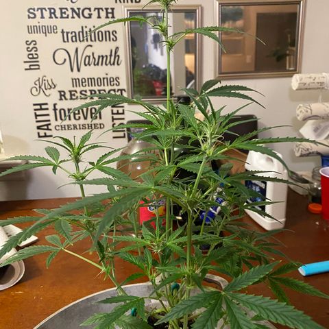 Ethos Haze Auto growlog timeline photo