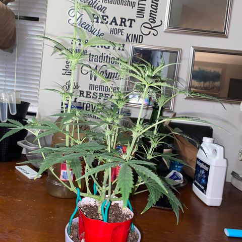 Ethos Haze Auto growlog timeline photo