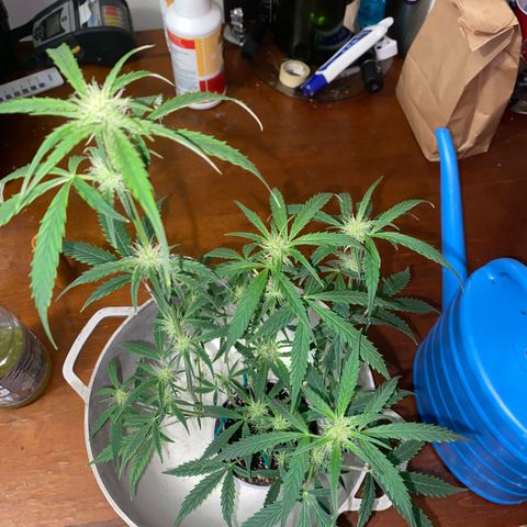 Ethos Haze Auto growlog timeline photo
