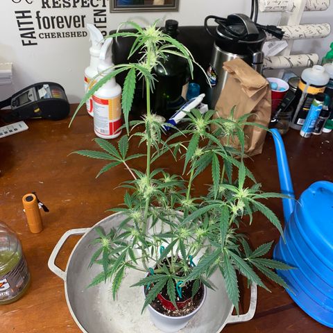 Ethos Haze Auto growlog timeline photo
