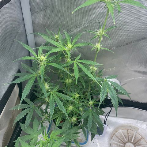 Ethos Haze Auto growlog timeline photo