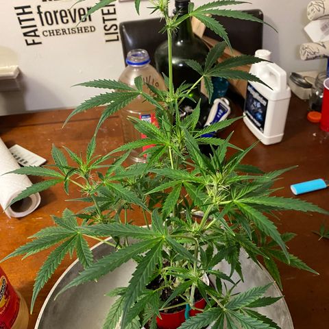 Ethos Haze Auto growlog timeline photo