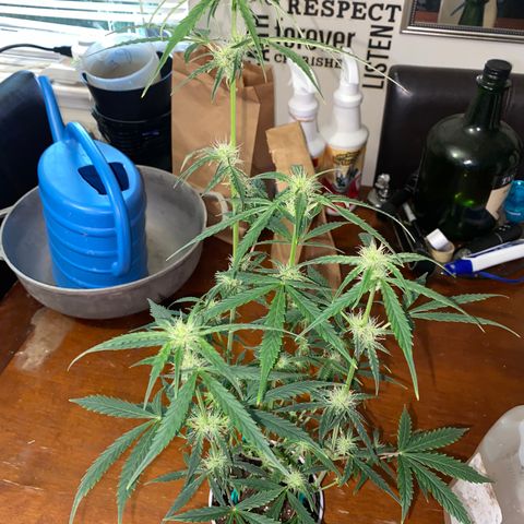 Ethos Haze Auto growlog timeline photo