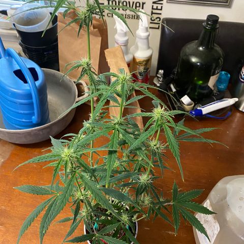 Ethos Haze Auto growlog timeline photo