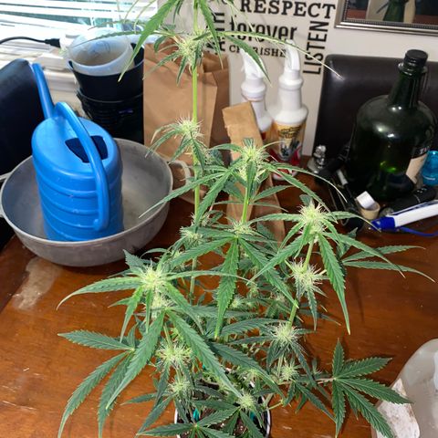 Ethos Haze Auto growlog timeline photo