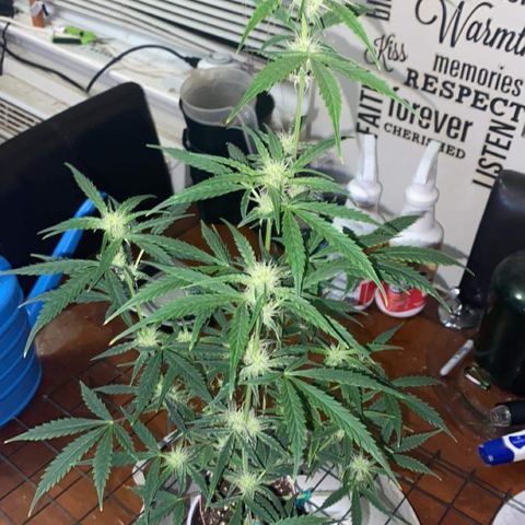 Ethos Haze Auto growlog timeline photo