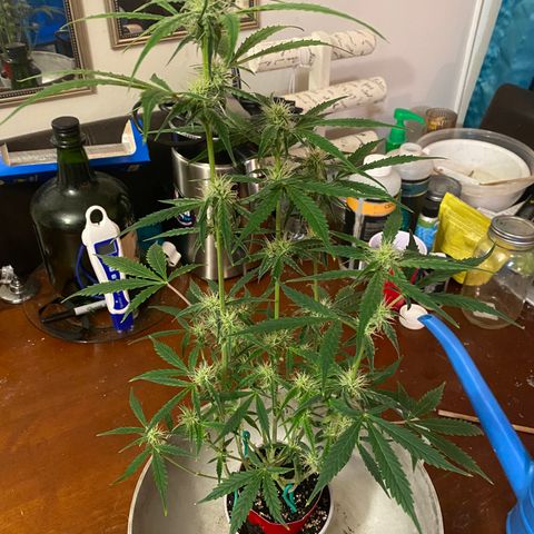 Ethos Haze Auto growlog timeline photo