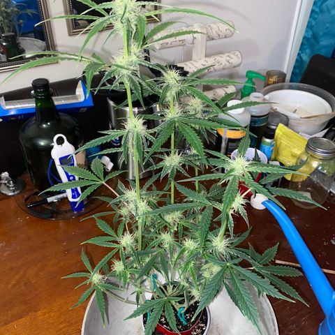 Ethos Haze Auto growlog timeline photo