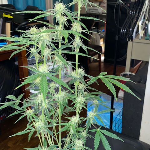 Ethos Haze Auto growlog timeline photo