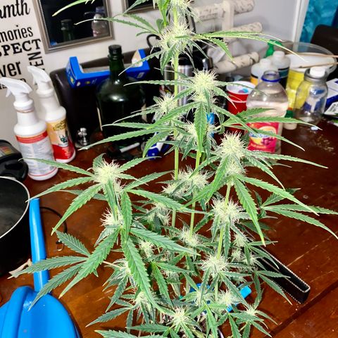 Ethos Haze Auto growlog timeline photo