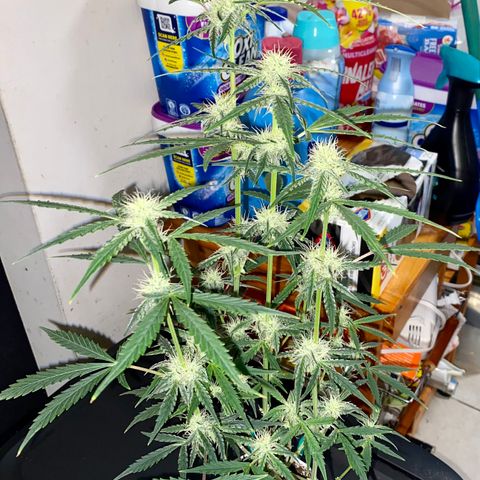 Ethos Haze Auto growlog timeline photo