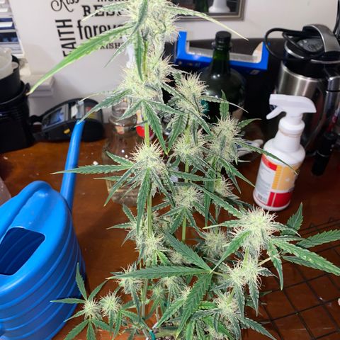 Ethos Haze Auto growlog timeline photo