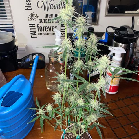 Ethos Haze Auto growlog timeline photo