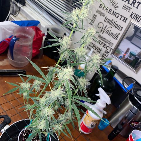 Ethos Haze Auto growlog timeline photo