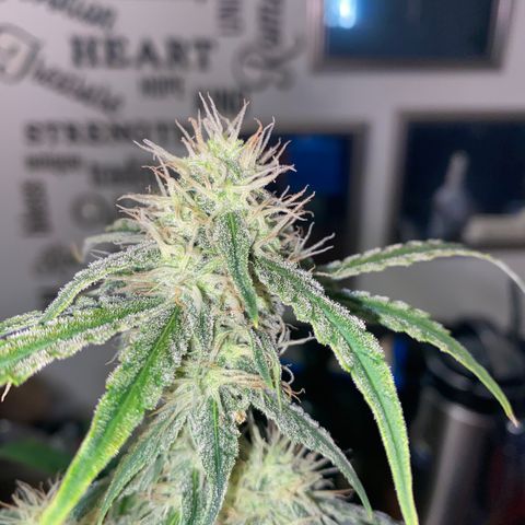 Ethos Haze Auto growlog timeline photo