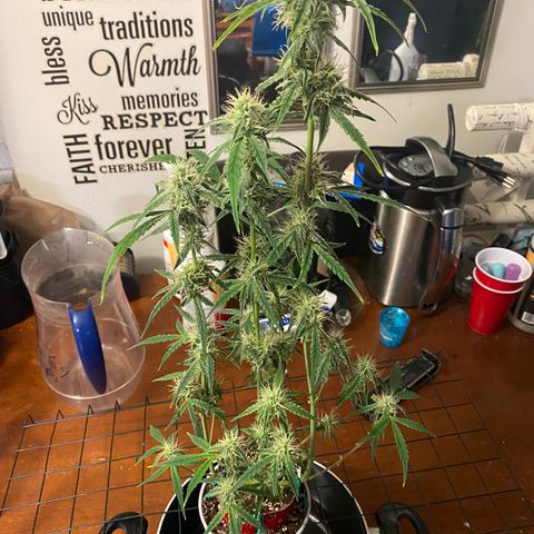 Ethos Haze Auto growlog timeline photo