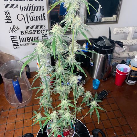 Ethos Haze Auto growlog timeline photo