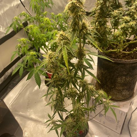 Ethos Haze Auto growlog timeline photo