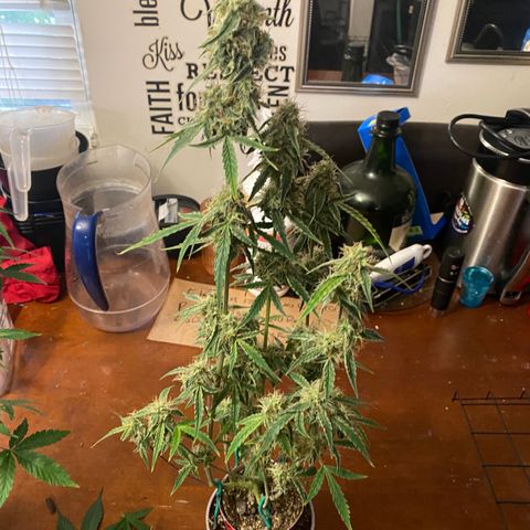 Ethos Haze Auto growlog timeline photo