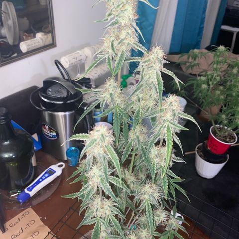 Ethos Haze Auto growlog timeline photo