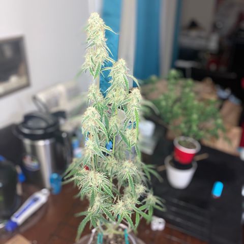 Ethos Haze Auto growlog timeline photo