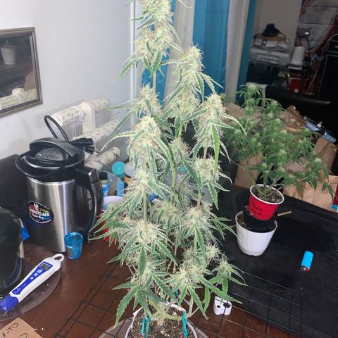 Ethos Haze Auto growlog timeline photo