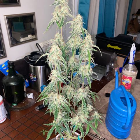 Ethos Haze Auto growlog timeline photo