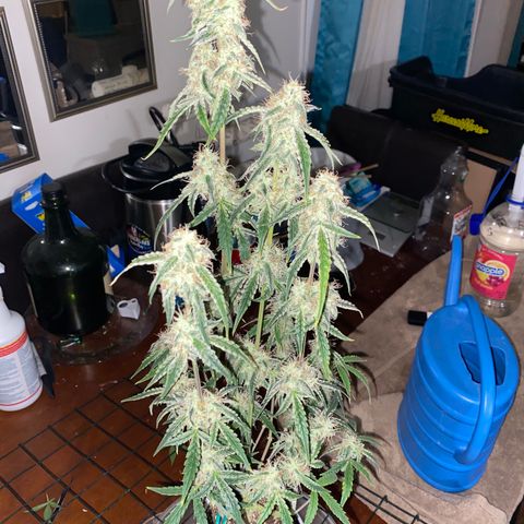 Ethos Haze Auto growlog timeline photo