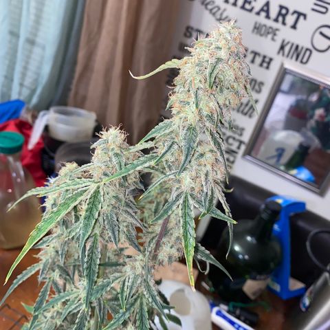Ethos Haze Auto growlog timeline photo