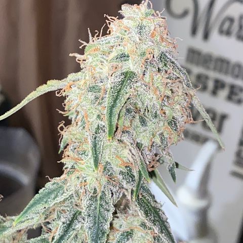 Ethos Haze Auto growlog timeline photo