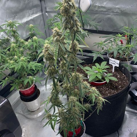 Ethos Haze Auto growlog timeline photo