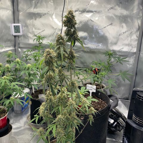 Ethos Haze Auto growlog timeline photo