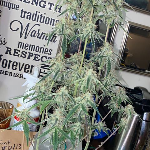 Ethos Haze Auto growlog timeline photo