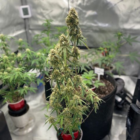 Ethos Haze Auto growlog timeline photo