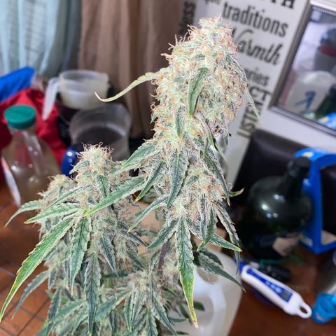 Ethos Haze Auto growlog timeline photo